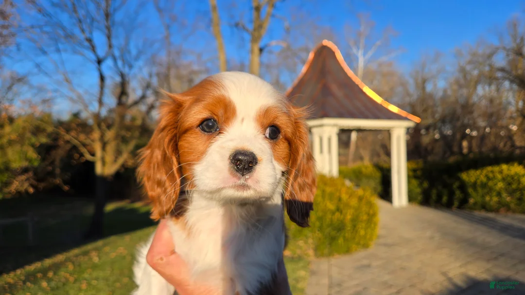 Cavalier King Charles Spaniel dogs for sale: Val - Ad 4