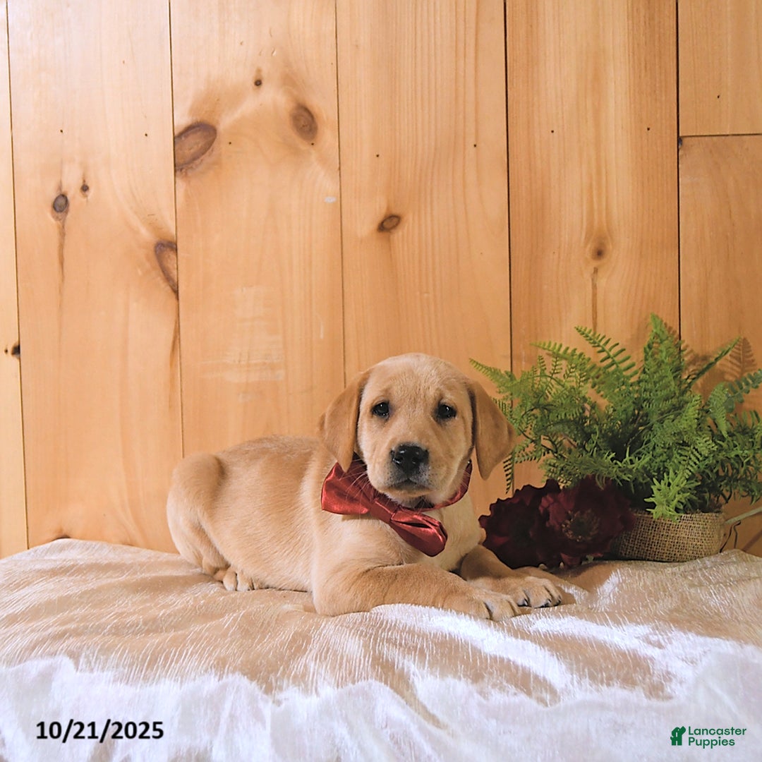 Labrador Retriever dogs for sale: Sunshine - Ad 3