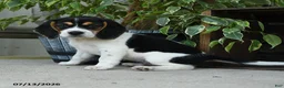 Beagle dogs for sale: Mercury - Ad 3
