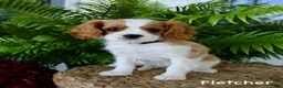 Cavalier King Charles Spaniel dogs for sale: Fletcher - Ad 1