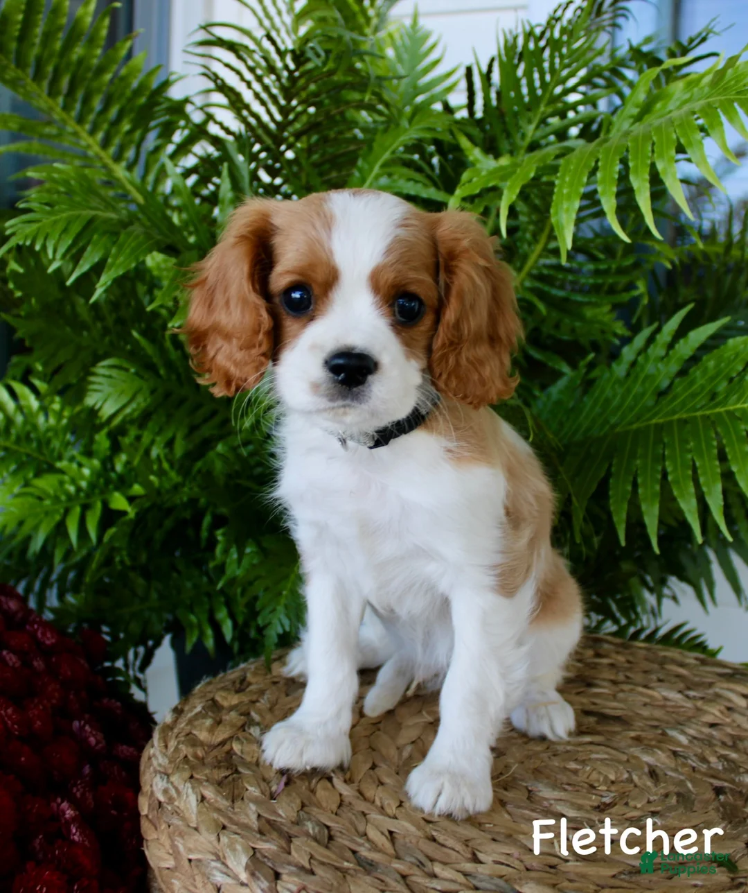 Cavalier King Charles Spaniel dogs for sale: Fletcher - Ad 1