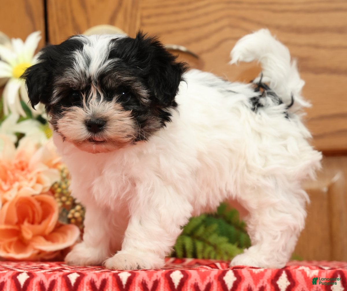 Havanese dogs Rosey - Ad 1