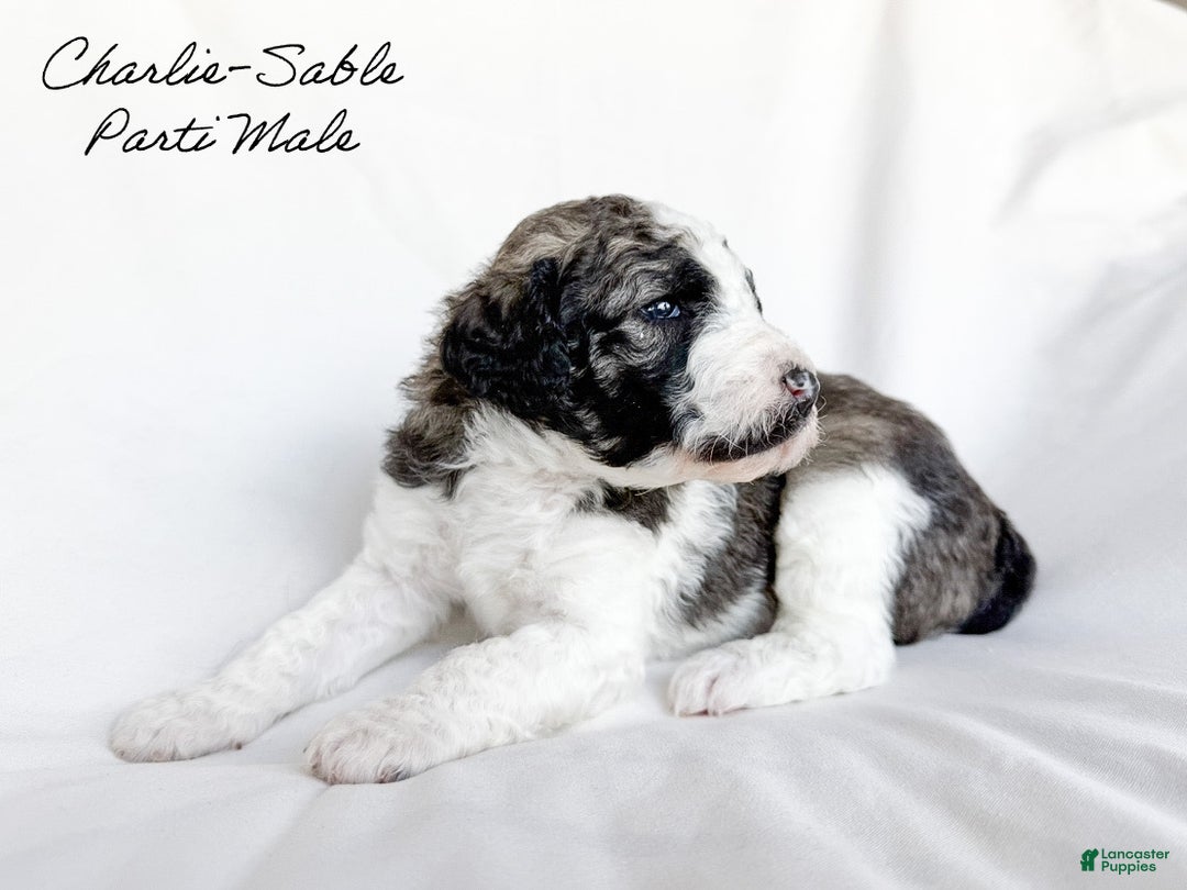 Standard Poodle dogs for sale: Charlie - Ad 1