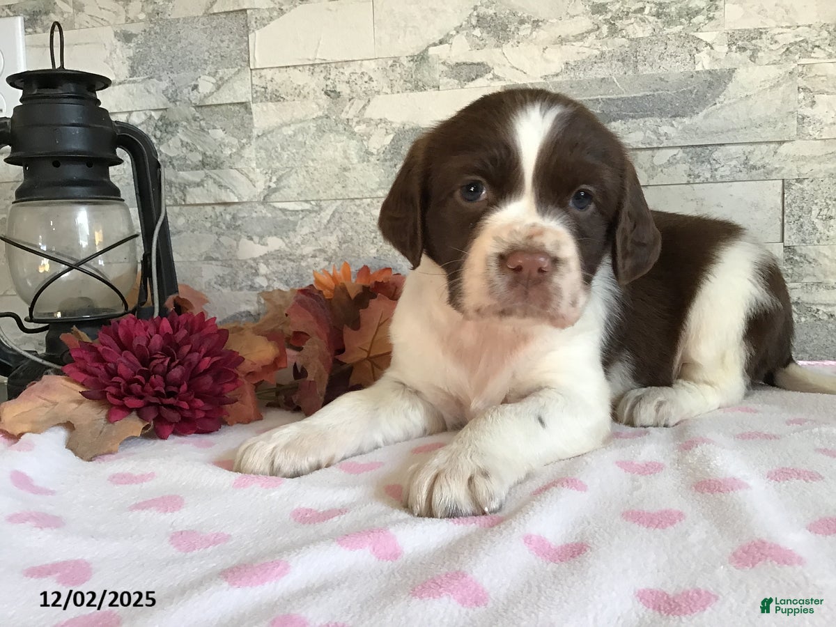 English Springer Spaniel dogs Nancy - Ad 2