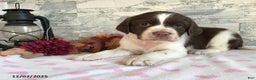 English Springer Spaniel dogs for sale: Nancy - Ad 1