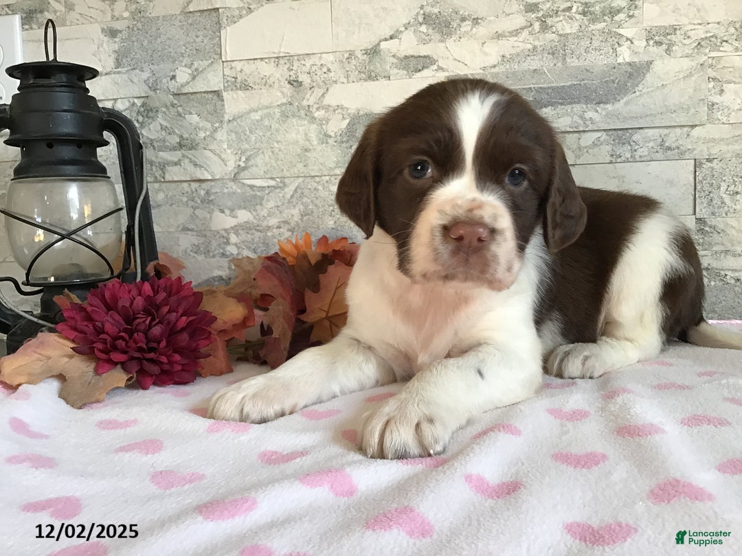 English Springer Spaniel dogs for sale: Nancy - Ad 1