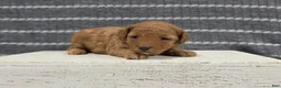 Miniature Poodle dogs for sale: Willow - Ad 5