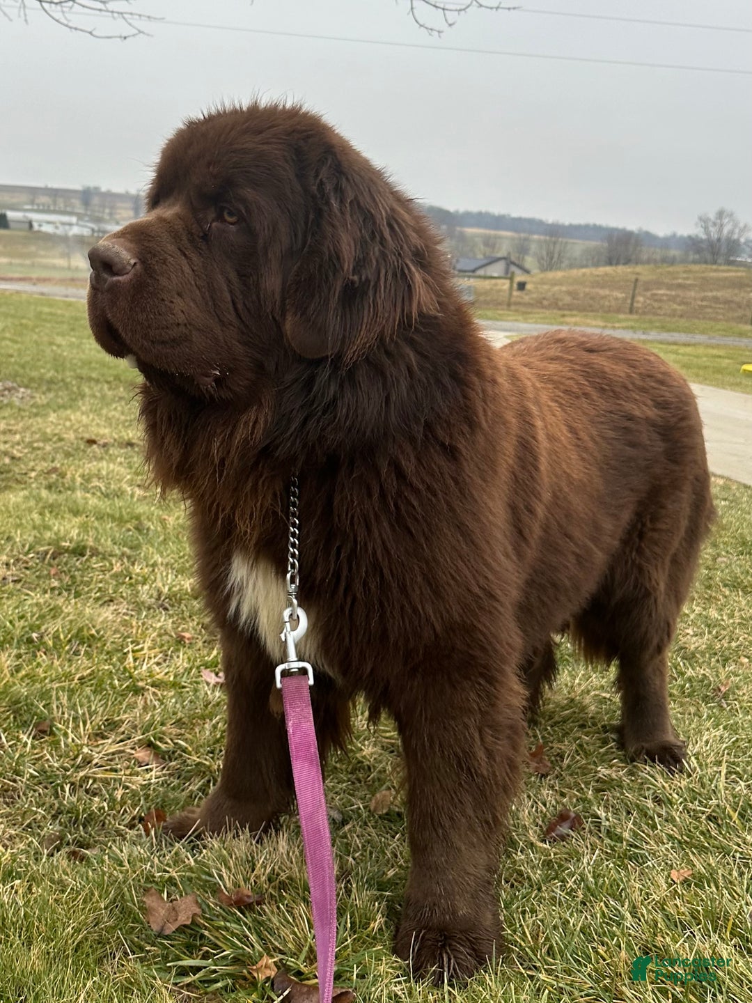 Newfoundland dogs for sale: OFA,AKC,CH, “ Jackson Cancrimo” - Ad 9