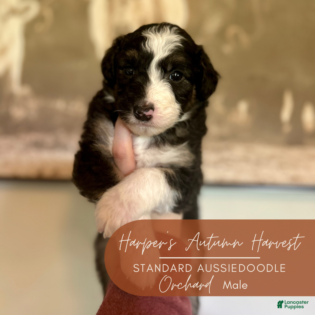 Aussiedoodle Puppies for sale in Chambersburg, Pennsylvania