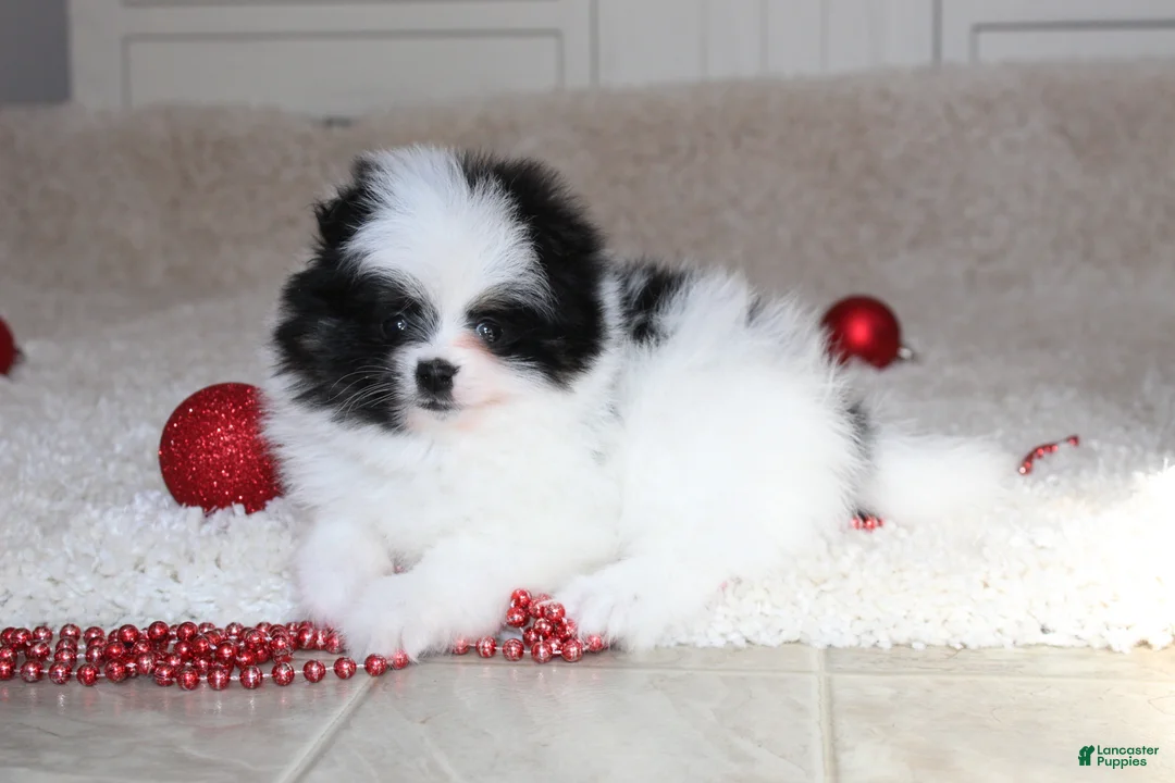 Pomeranian dogs for sale: Dax - Ad 7