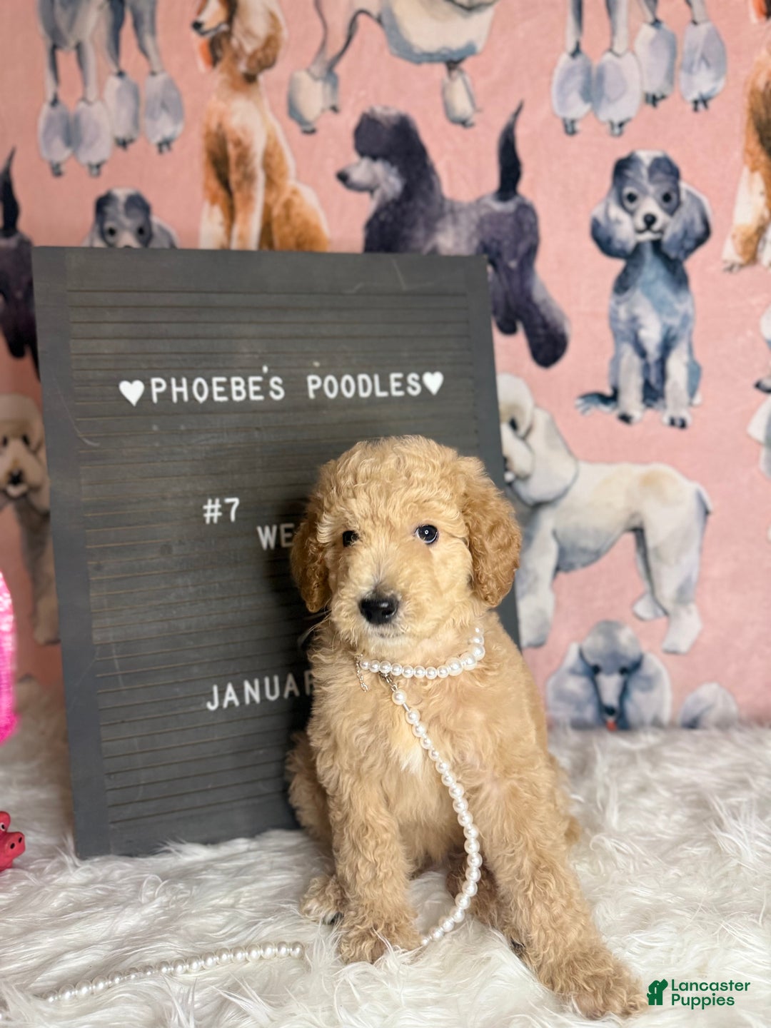 Standard Poodle dogs for sale: Standard Poodle Puppy 6 - Ad 7