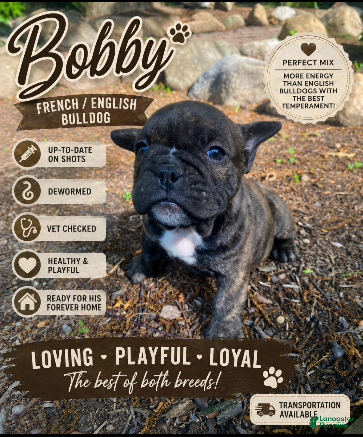 Mixed Breed dogs Bobby - Ad 1