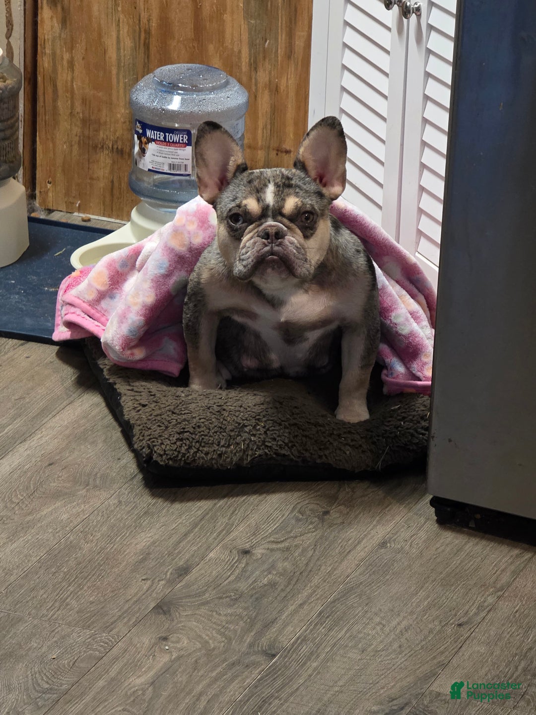 French Bulldog dogs for sale: French Bulldog Puppy 1 - Ad 3