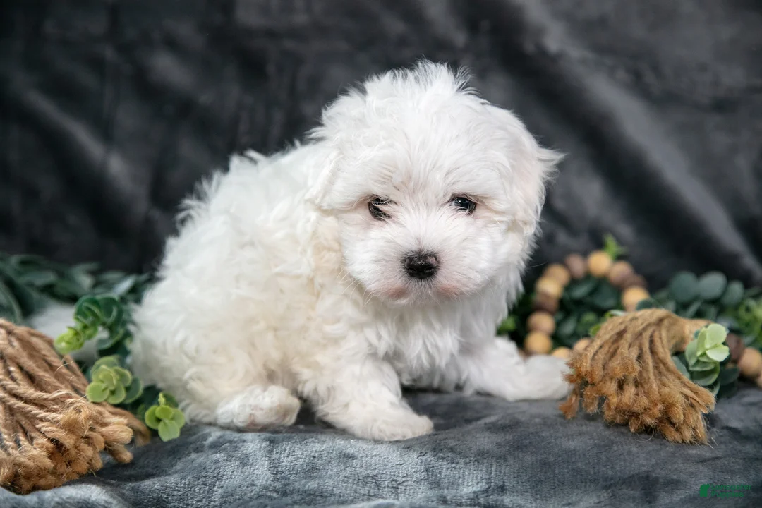 Maltese dogs for sale: Anson - Ad 3