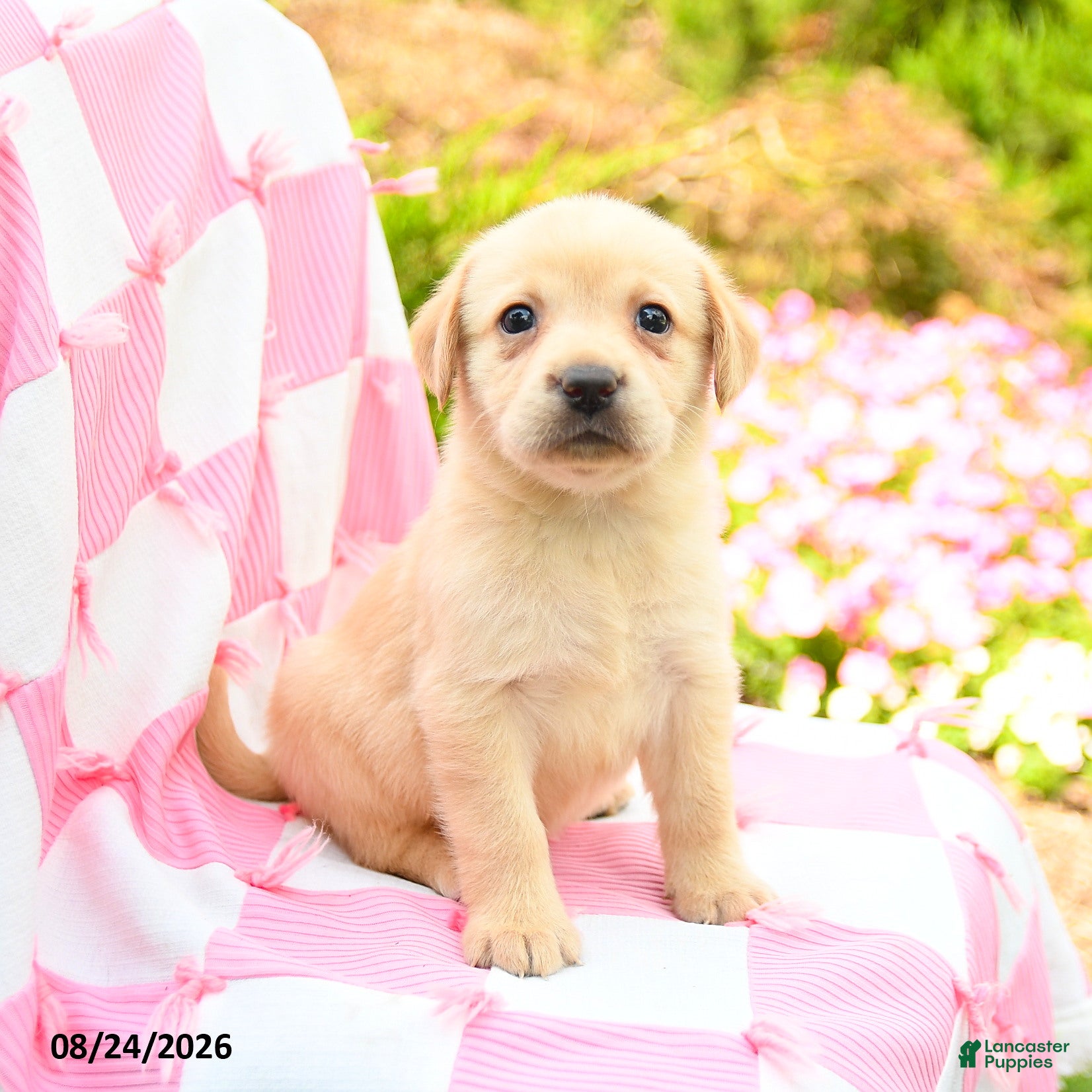 Labrador Retriever dogs Gwen - Ad 1