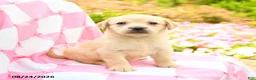 Labrador Retriever dogs for sale: Gwen - Ad 1