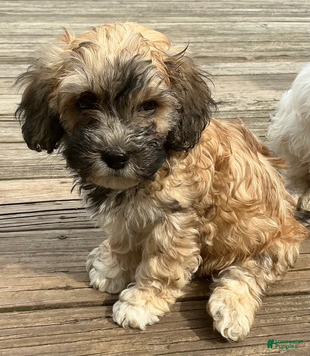 Mixed Breed dogs for sale: Brinley - Ad 2