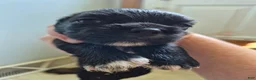 Mixed Breed dogs for sale: Mixed Breed 8 - Ad 3