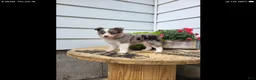 Miniature Australian Shepherd dogs for sale: Miniature Australian Shepherd 1 - Ad 5