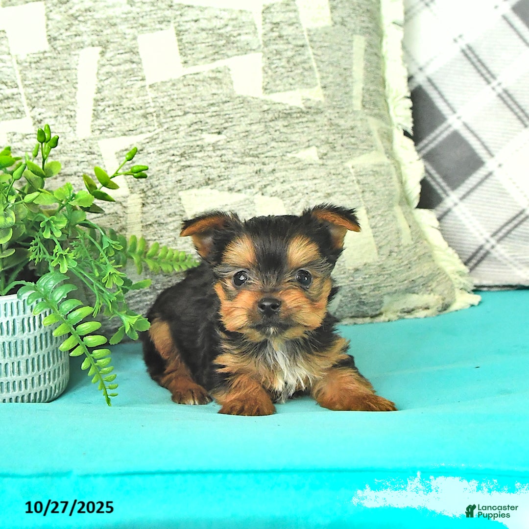 Yorkshire Terrier dogs for sale: Marco - Ad 3
