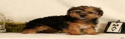 Yorkiepoo dogs for sale: Dolly - Ad 3