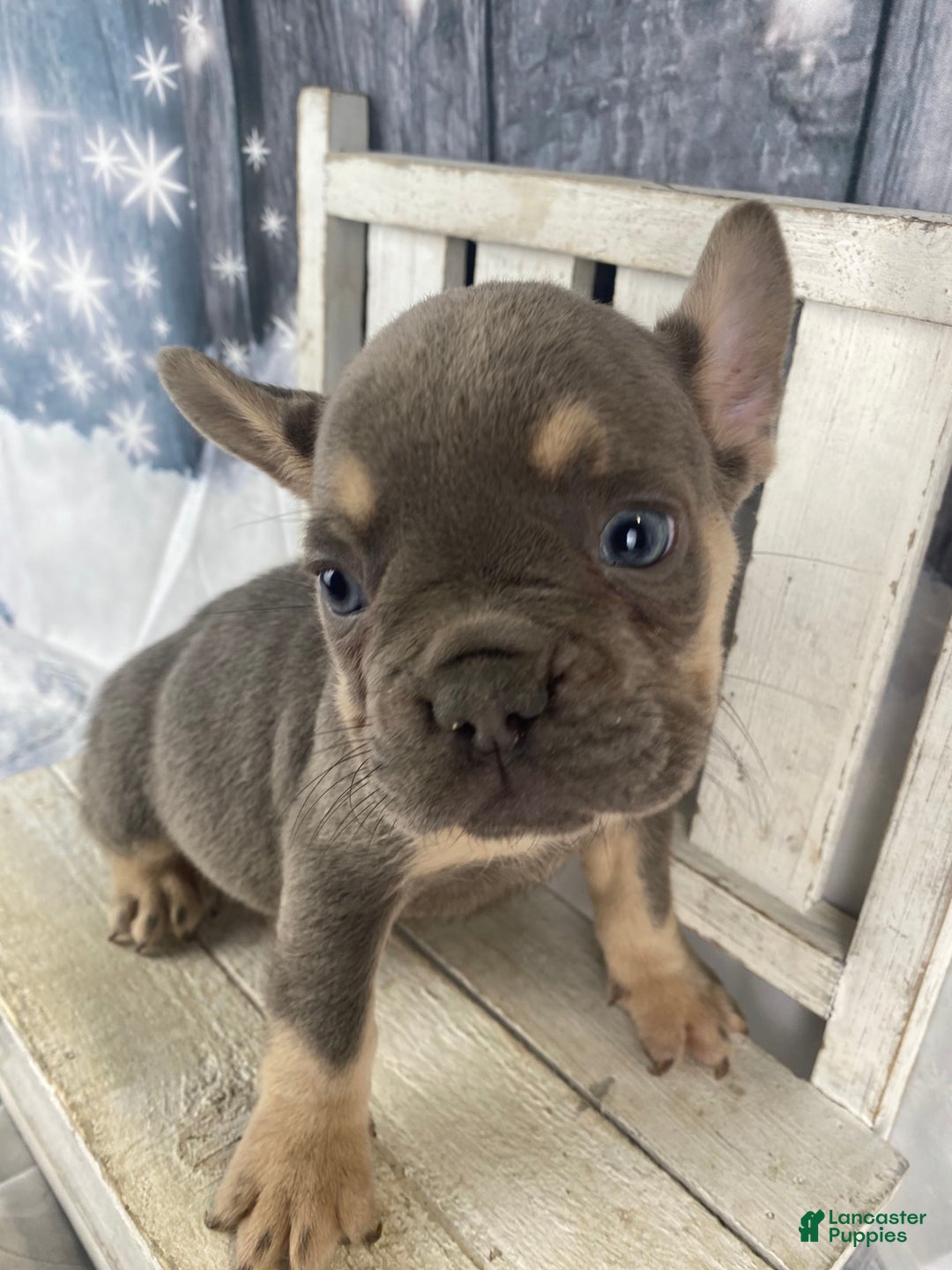 French Bulldog dogs for sale: Zoey - Ad 1