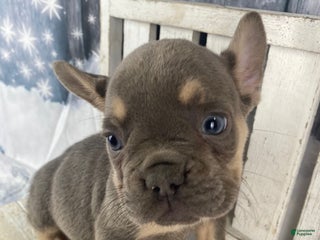 French Bulldog dogs Zoey - Ad 3