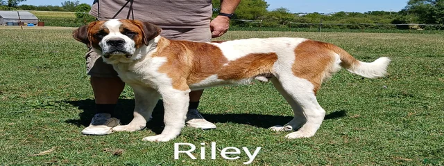 MSF Sir Walter Riley