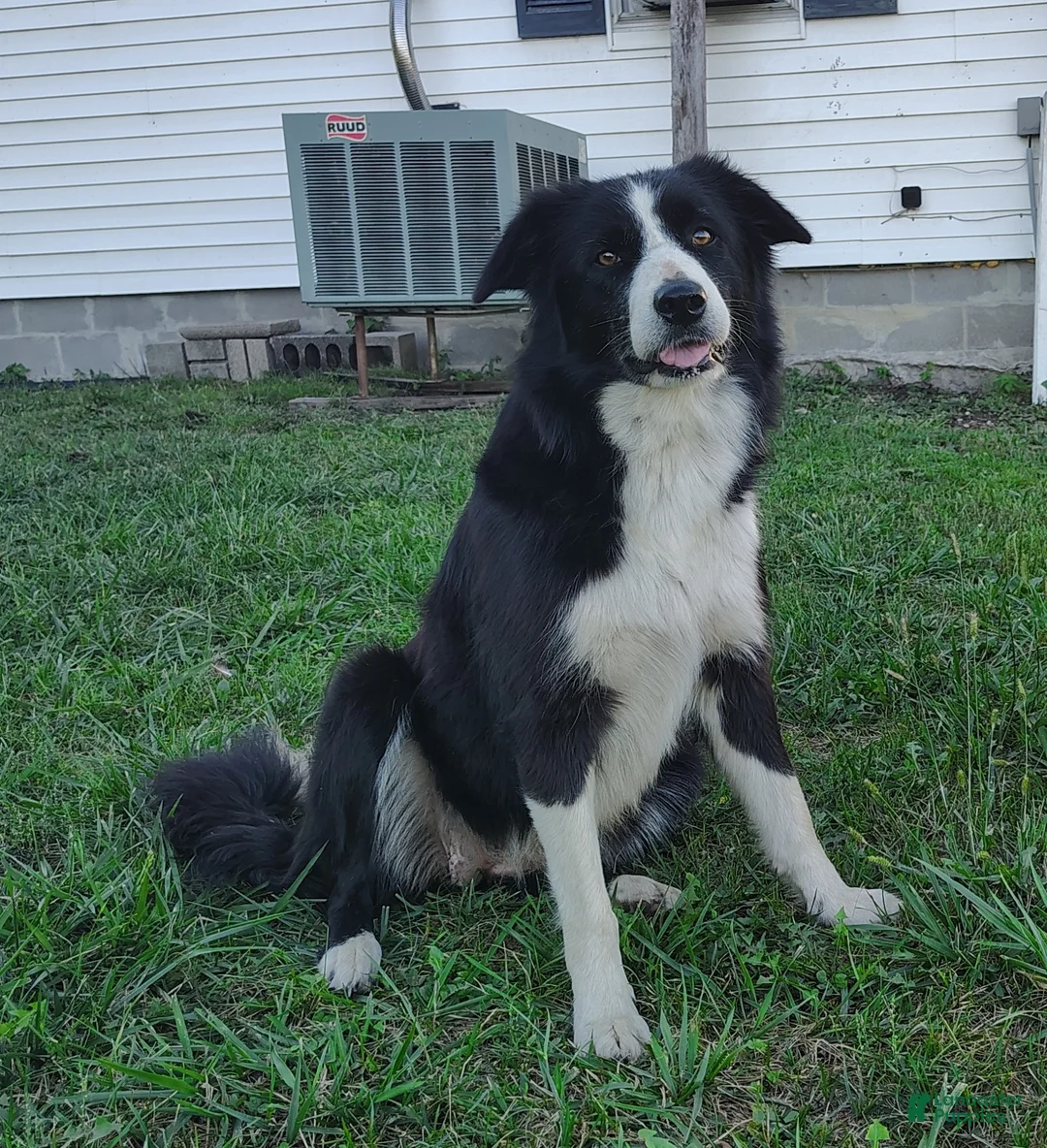 Border Collie dogs for sale: Finnley  - Ad 10