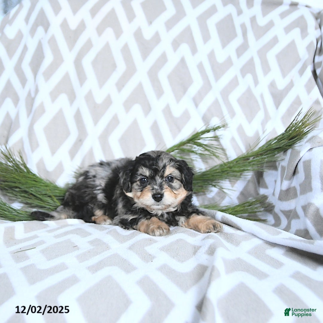 Maltipoo dogs for sale: Cupid - Ad 5