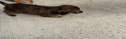 Miniature Dachshund dogs for sale: Miniature pickles  - Ad 4