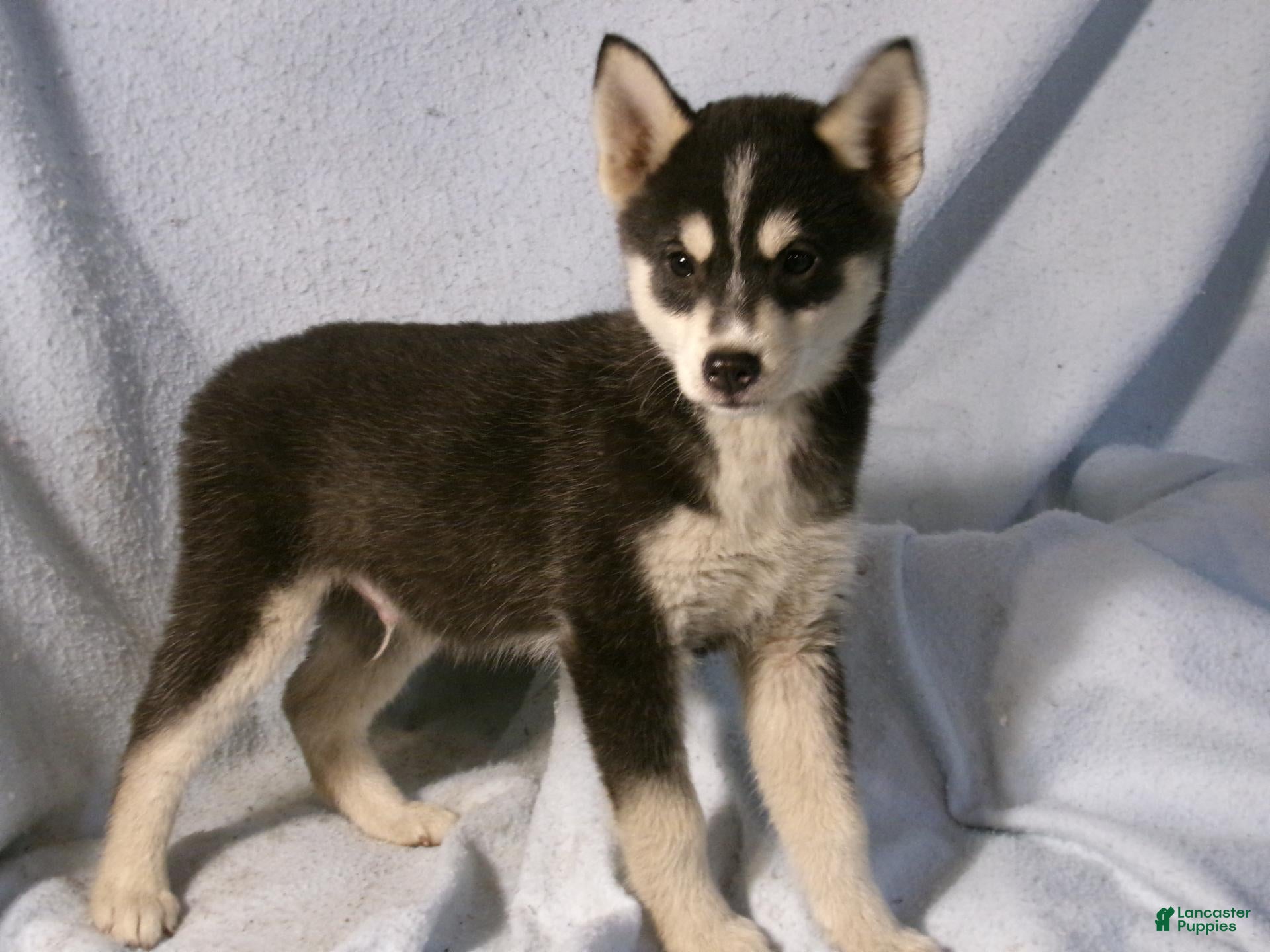 Pomsky dogs for sale: Bowser - Ad 1