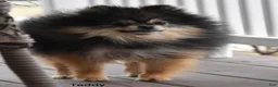 Pomeranian dogs for sale: Cassie - Ad 17