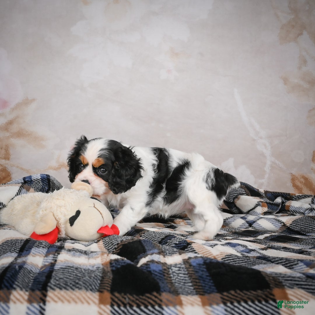Cavalier King Charles Spaniel dogs for sale: Maggie - Ad 7