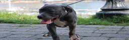 American Bully dogs for sale: Venus - Ad 3