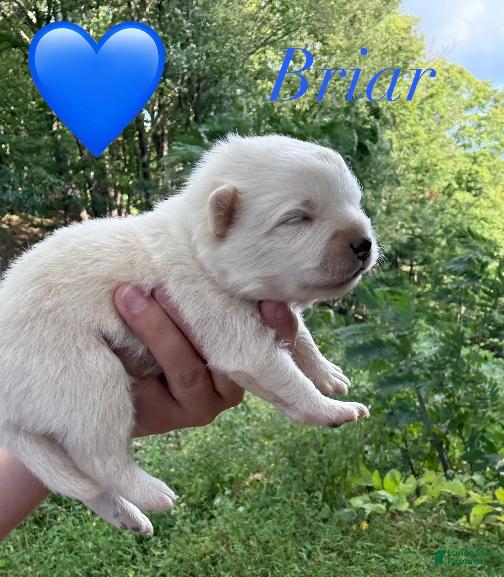 American Eskimo dogs Briar - Ad 5