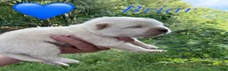 American Eskimo dogs for sale: Briar - Ad 1