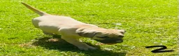 Mixed Breed dogs for sale: Mixed Breed Puppy 1 - Ad 2