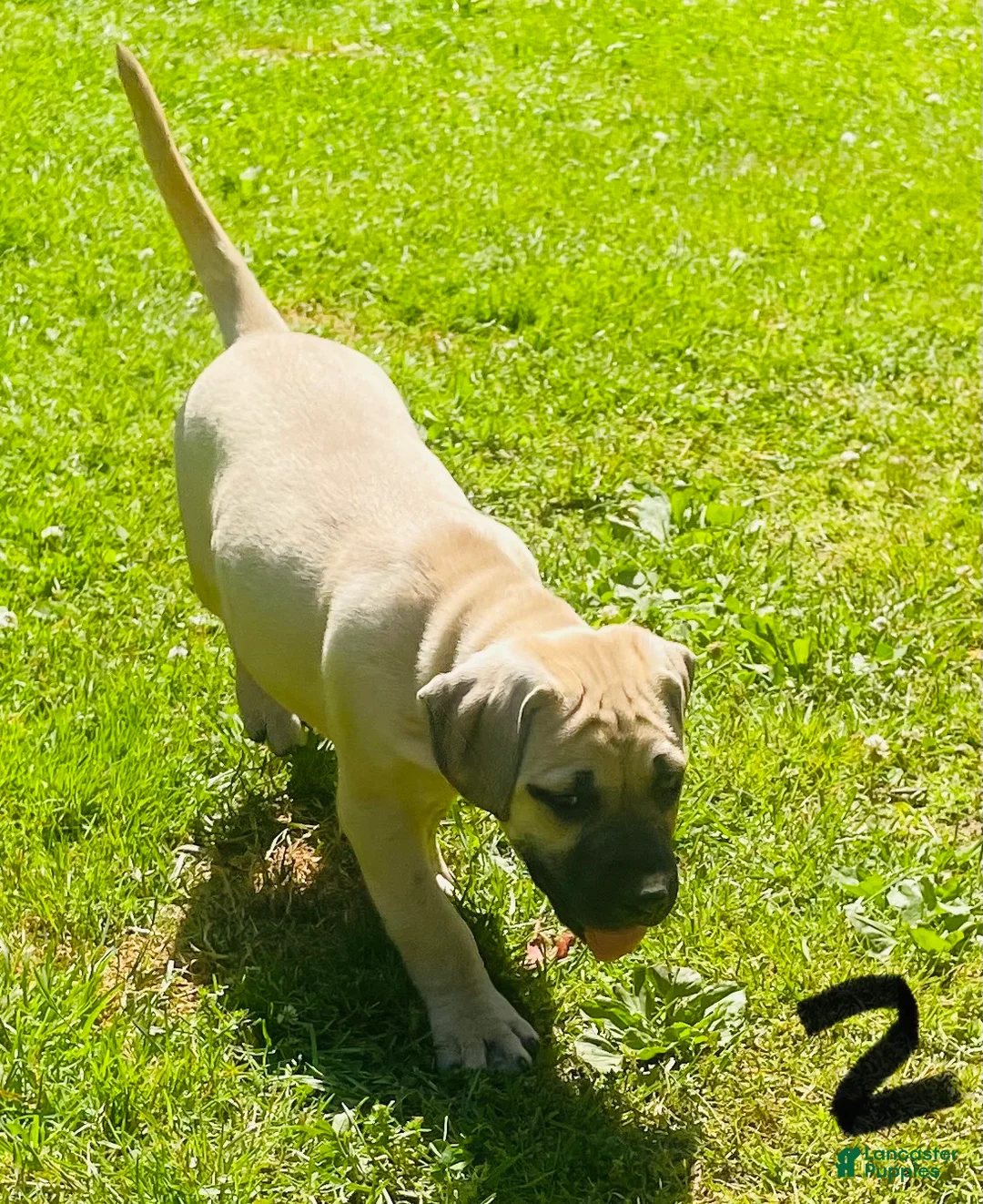 Mixed Breed dogs for sale: Mixed Breed Puppy 1 - Ad 2