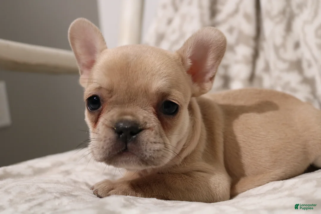 French Bulldog dogs for sale: Lily - Ad 1