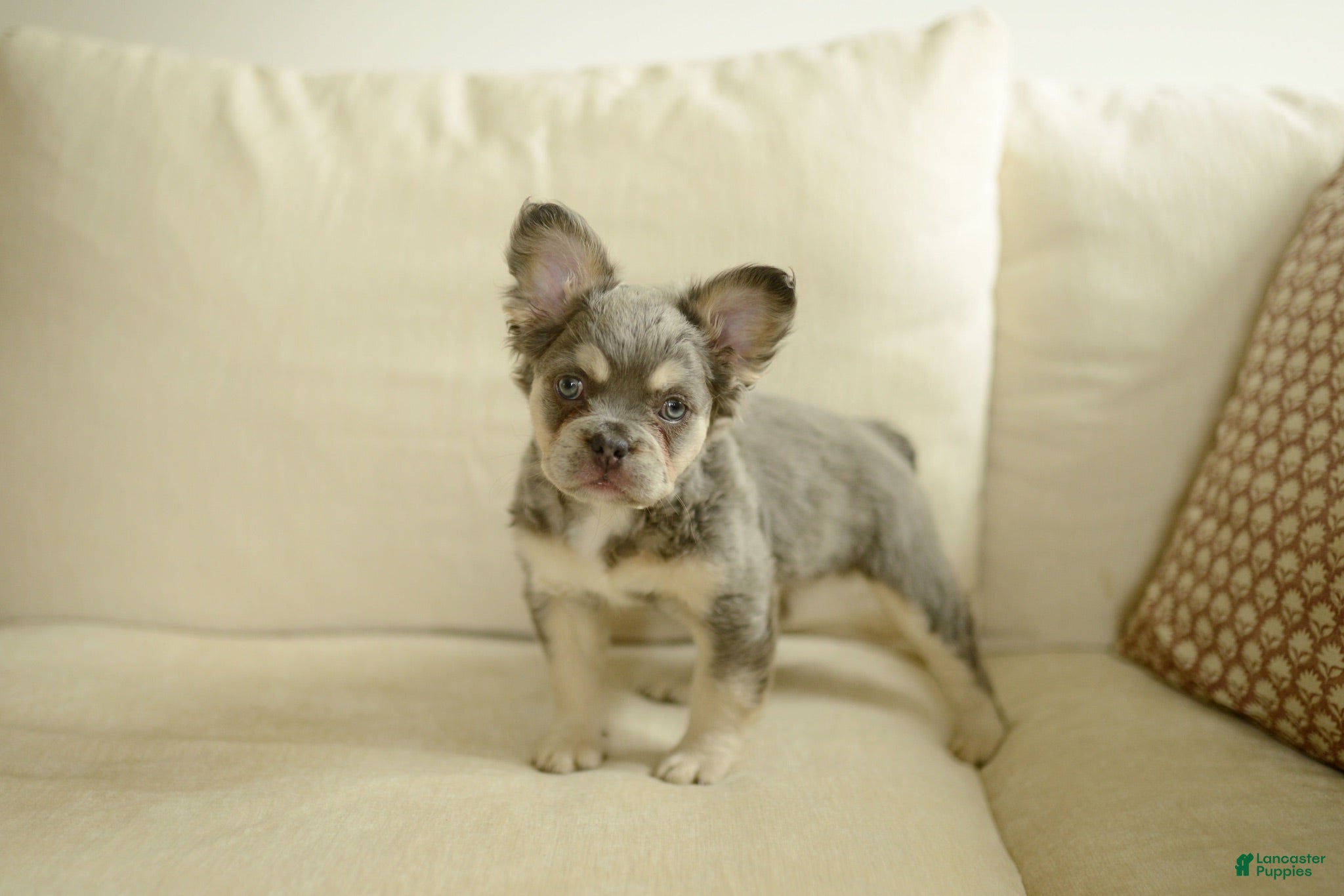 French Bulldog dogs River - Ad 2