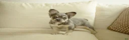 French Bulldog dogs for sale: River - Ad 2
