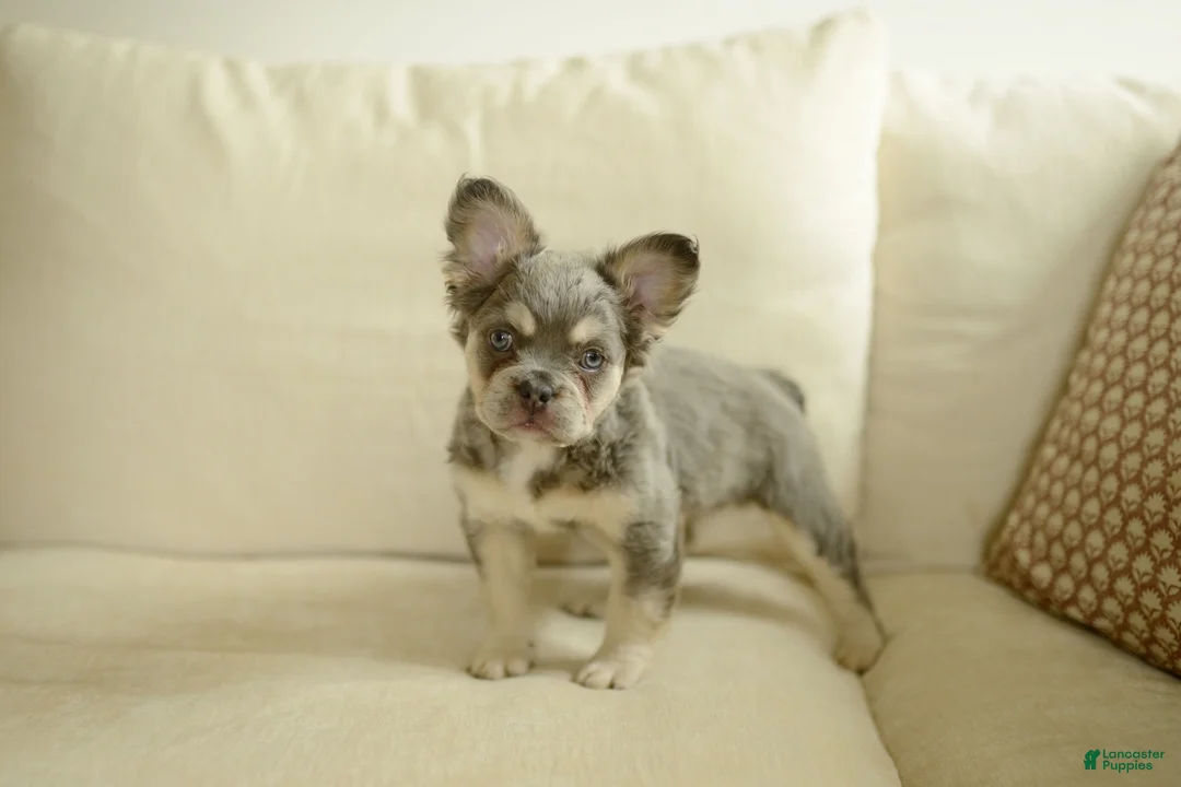 French Bulldog dogs for sale: River - Ad 2