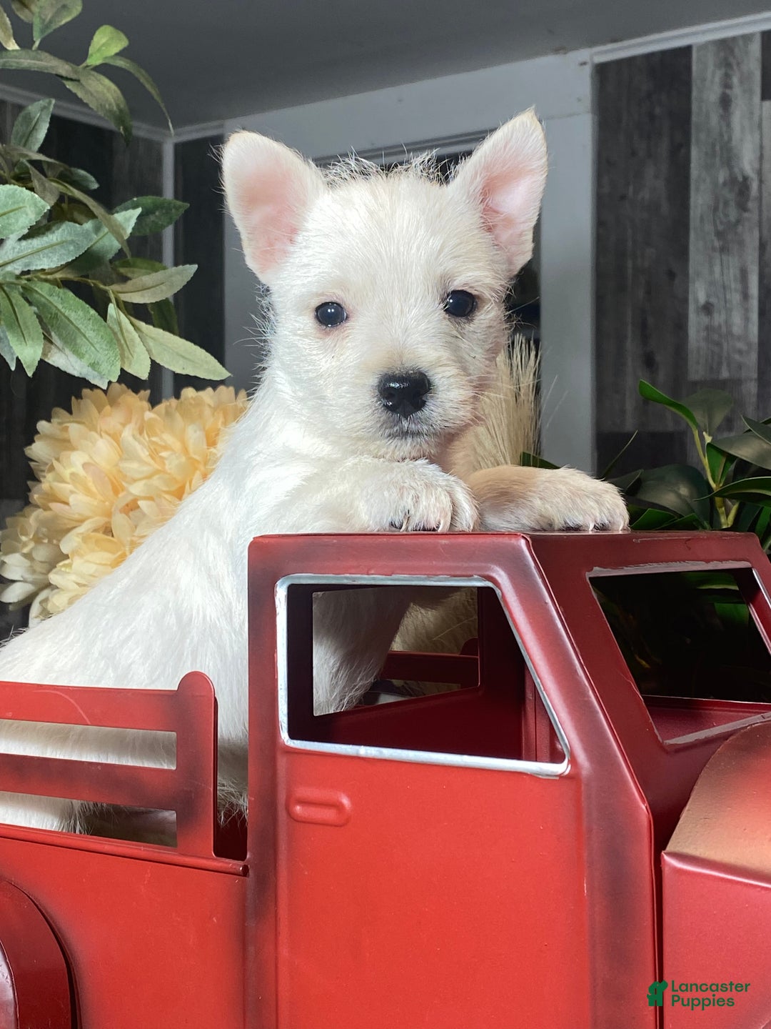 West Highland Terrier dogs for sale: Washington  - Ad 3