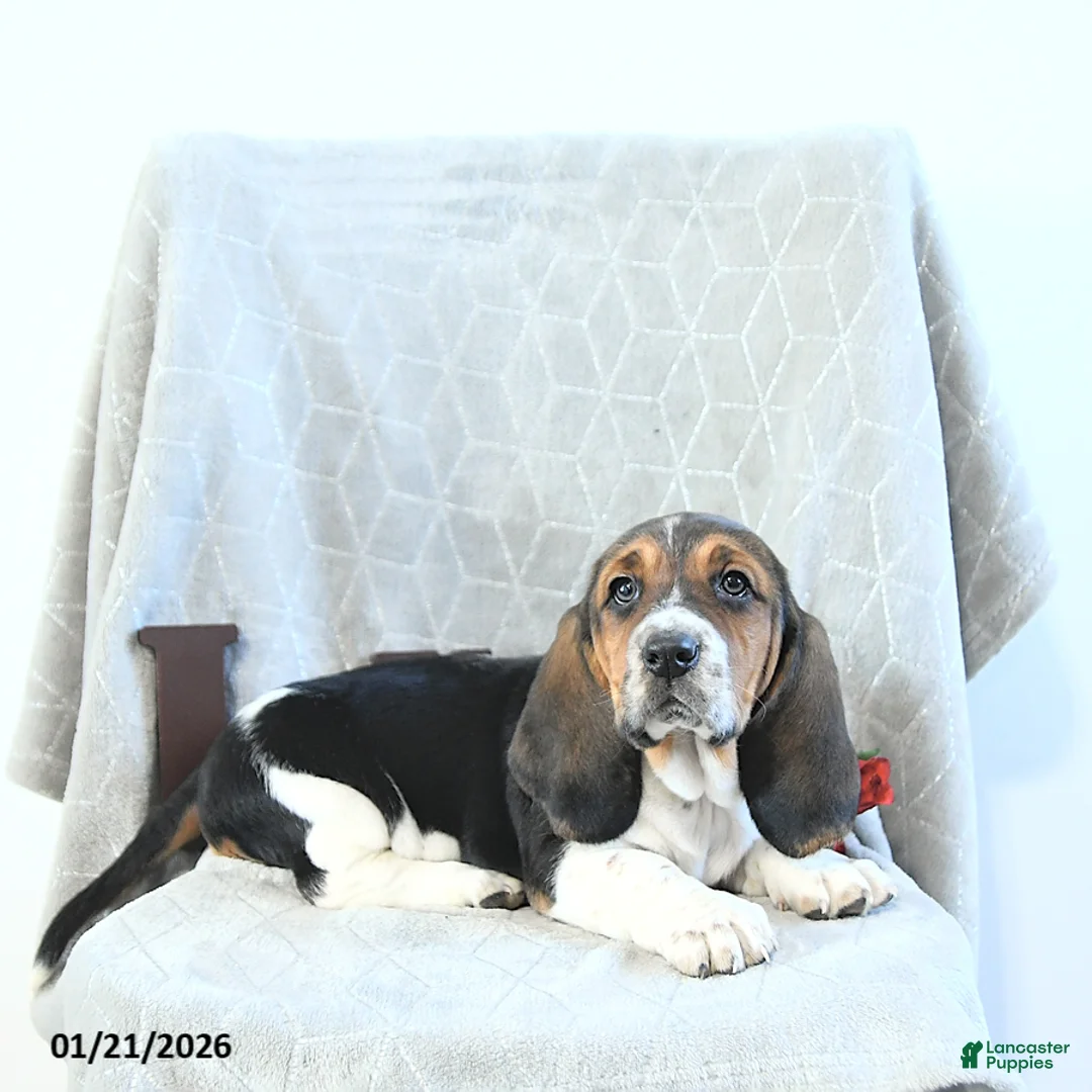 Basset Hound dogs for sale: Jacqueline - Ad 6