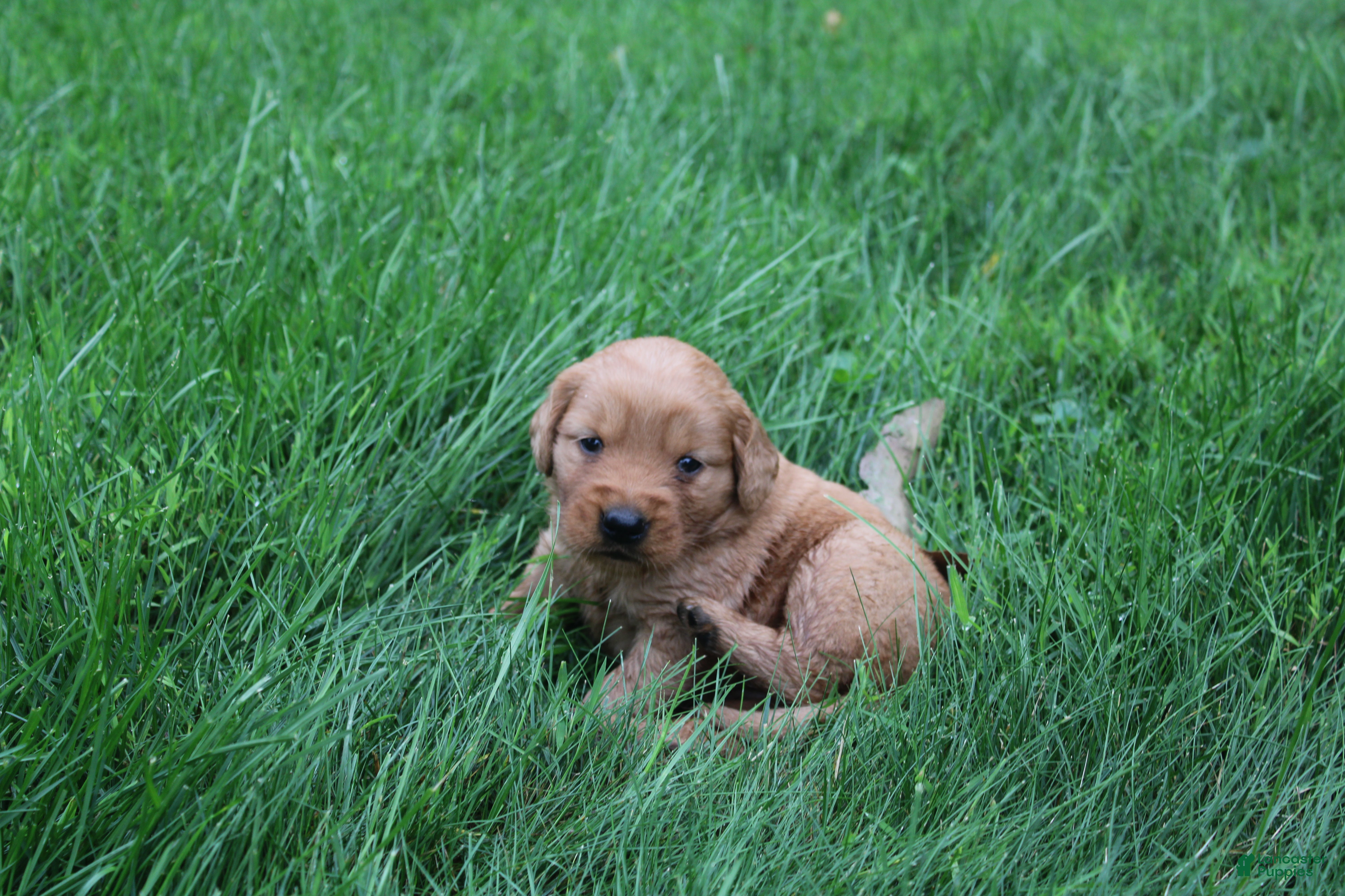 Golden Retriever dogs Golden Retriever 2 - Ad 2