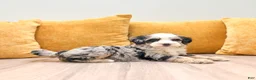 Mini Bernedoodle dogs for sale: Chloe - Ad 3