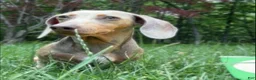 Miniature Dachshund dogs for sale: BLOSSOM - Ad 5