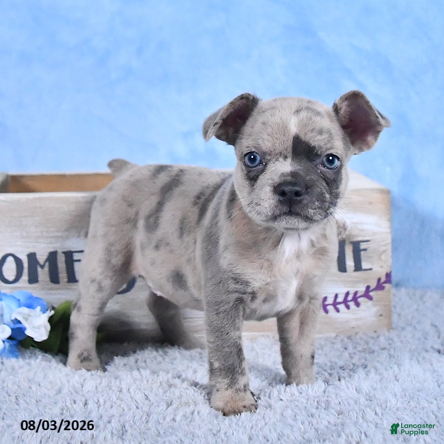 Frenchton dogs Luna  - Ad 2