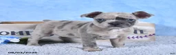 Frenchton dogs for sale: Luna  - Ad 2